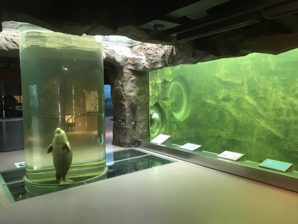 あざらし館イメージ