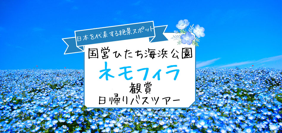 東京発：ネモフィラと大藤の初夏の二大絶景を巡る日帰りバスツアー