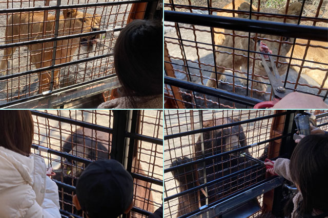 ★エサあげ体験_イメージ