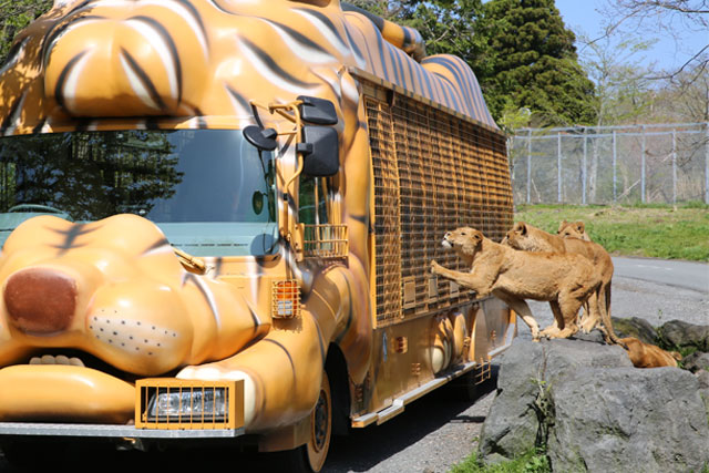 ★ジャングルバス_イメージ