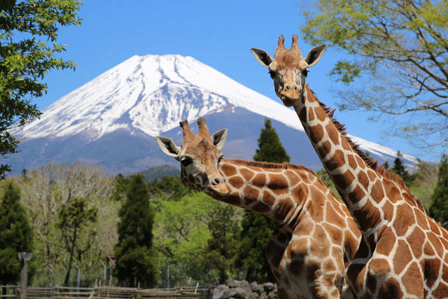 ★キリン_イメージ