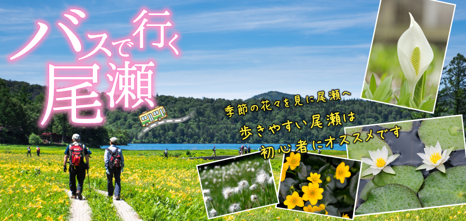 東京 新宿発／鳩待峠から水芭蕉咲く尾瀬ハイキング！ 尾瀬満喫 日帰りバスツアー