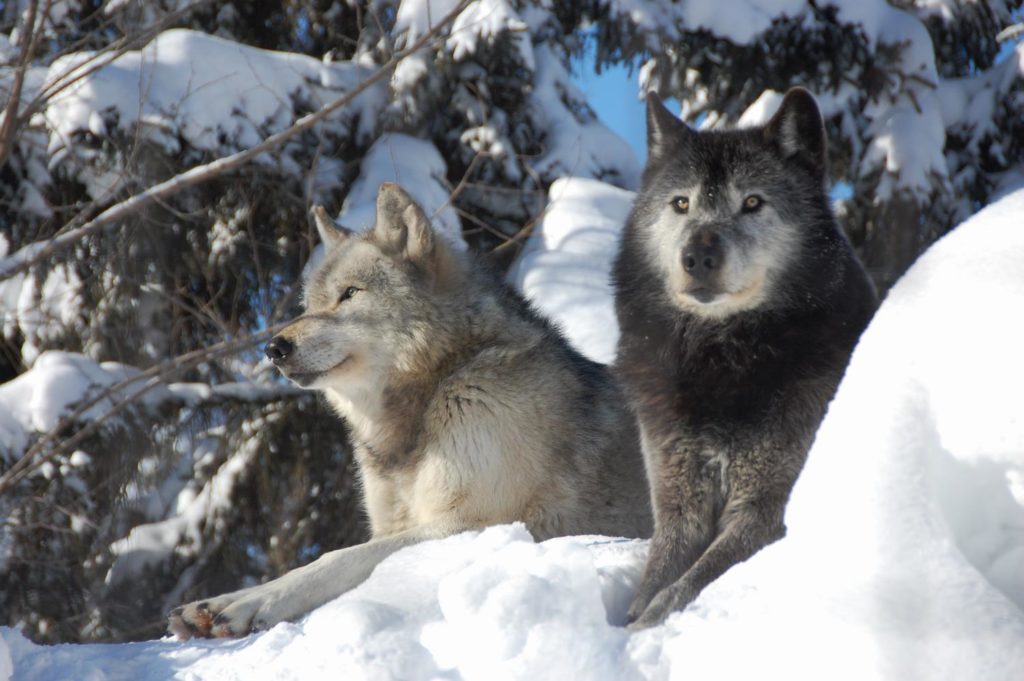 ★オオカミの森イメージ
