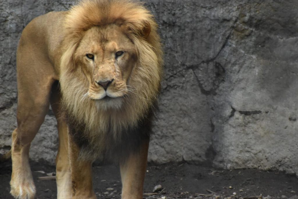 ★もうじゅう館_ライオン