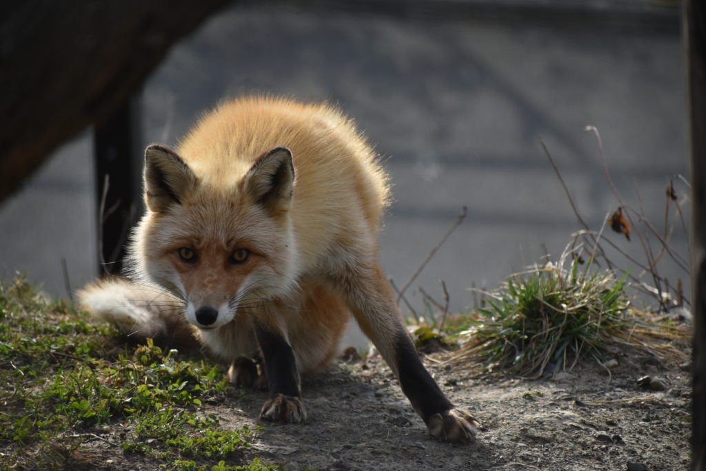 ★北海道産動物舎_キタキツネ