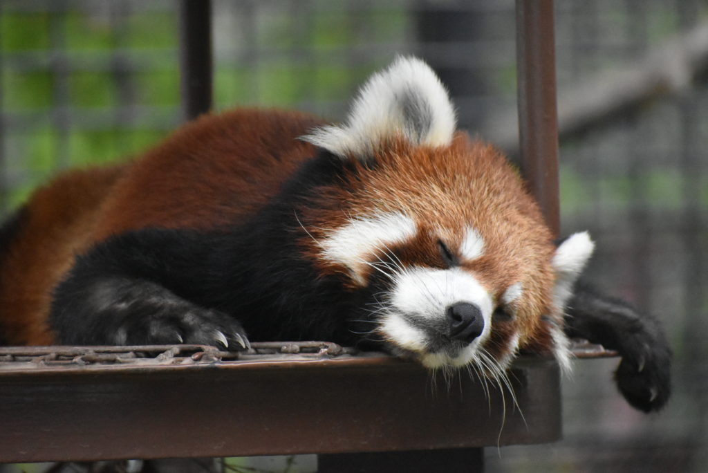 ★レッサーパンダ舎＿イメージ