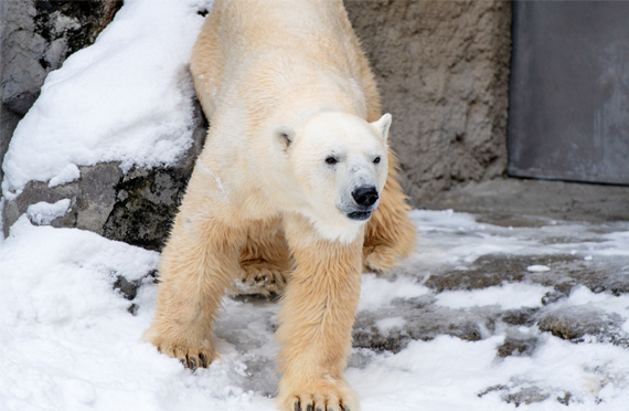 ★ほっきょくぐま館＿イメージ